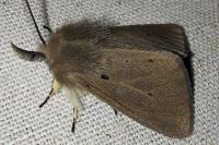 Diaphora mendica