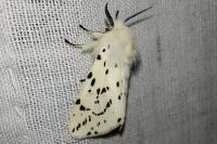 Spilosoma lubricipeda