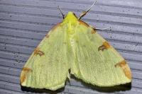 Opisthograptis luteolata