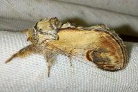 Notodonta ziczac