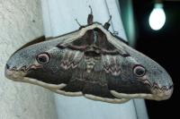 Saturnia pyri