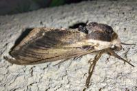 Sphinx ligustri
