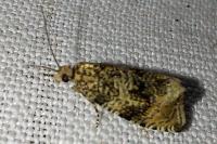 Celypha lacunana