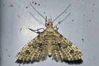 Alucita hexadactyla