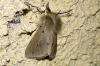 Diaphora mendica