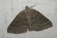 Aleucis distinctata