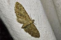 Eupithecia abbreviata