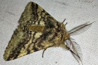 Lycia hirtaria