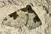 Xanthorhoe fluctuata