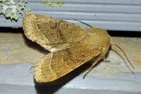 Orthosia cerasi