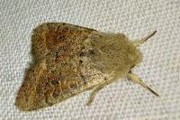 Orthosia cruda