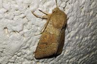 Orthosia miniosa