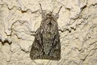 Xylocampa areola
