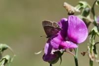 Lampides boeticus
