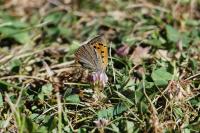 Lycaena phlaeas