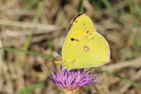 Colias crocea