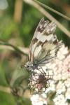 Melanargia galathea
