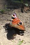 Aglais io