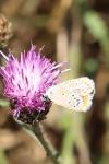 Aricia agestis