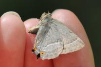 Quercusia quercus