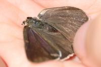 Quercusia quercus