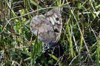 Chazara briseis