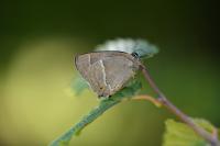 Quercusia quercus