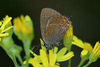 Satyrium ilicis
