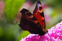 Aglais io