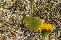 Colias crocea