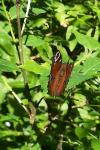 Aglais io