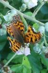 Polygonia c-album