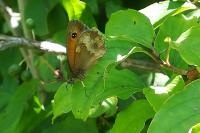 Pyronia tithonus