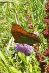 Argynnis paphia
