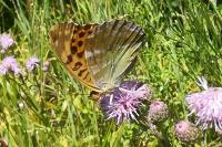 Argynnis paphia