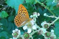 Argynnis paphia