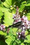 Araschnia levana