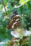 Araschnia levana