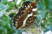 Araschnia levana