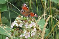 Aglais io