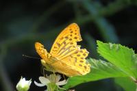 Argynnis paphia