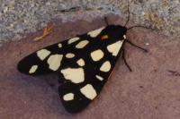 Arctia villica