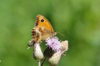 Pyronia tithonus