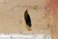 Lasiommata maera