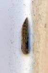 Emmelina monodactyla