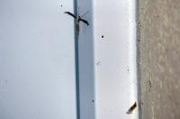 Emmelina monodactyla