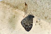 Lasiommata maera