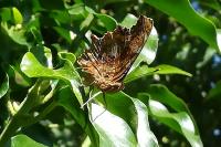Polygonia c-album