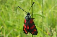 Zygaena filipendulae