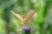 Argynnis paphia